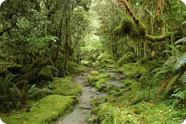 new-zealand-forest